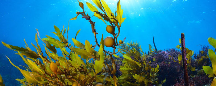 シーケルプの肌への効能