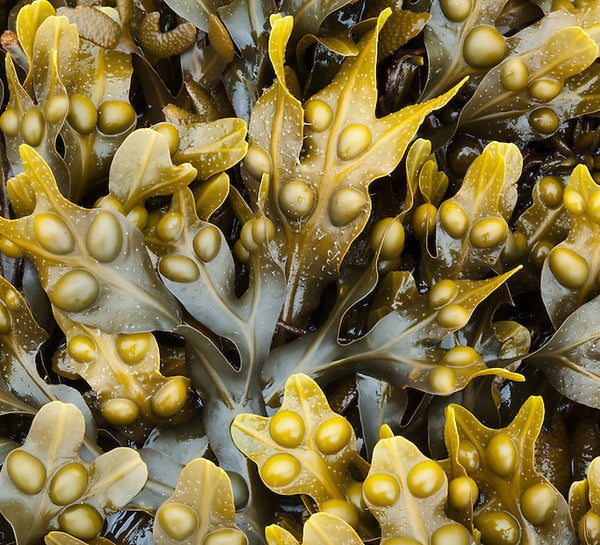 ノバスコシア・シーケルプ - Nova Scotia Seakelp