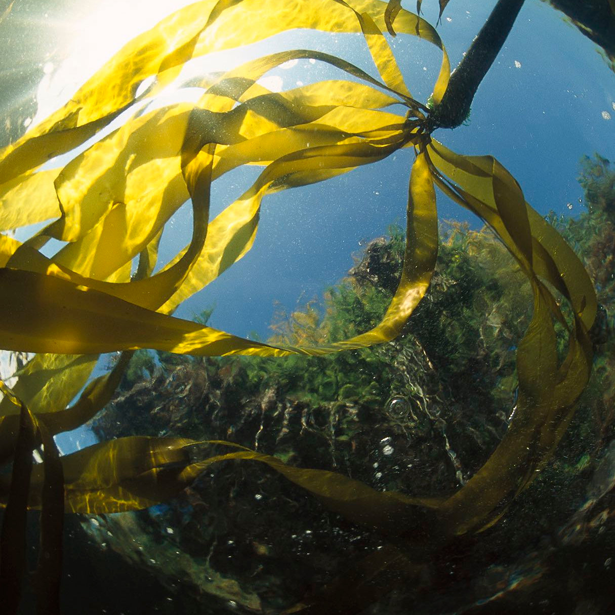 Facial Soap - フェイスソープ チャコールミント