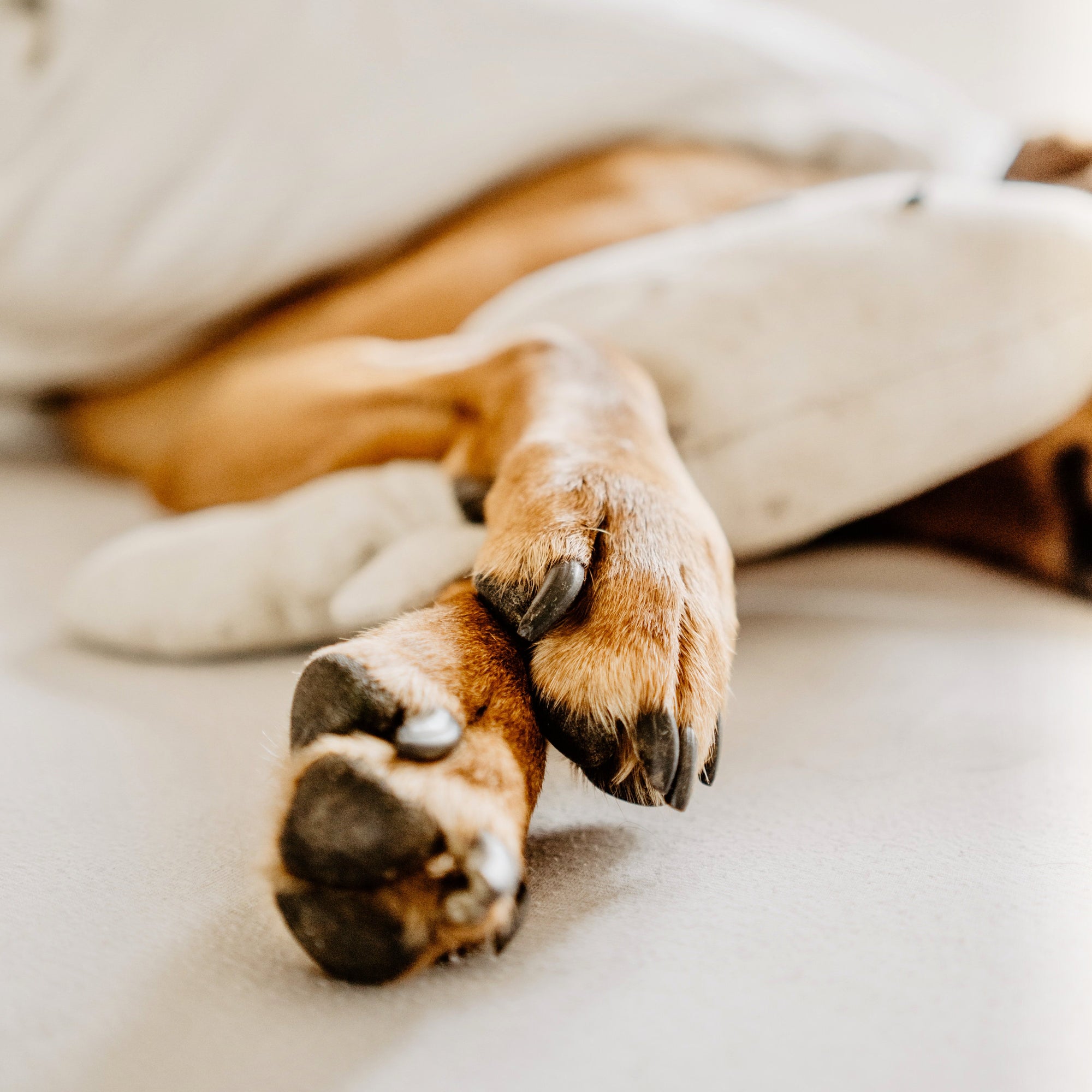 Pet Balm ペットバーム