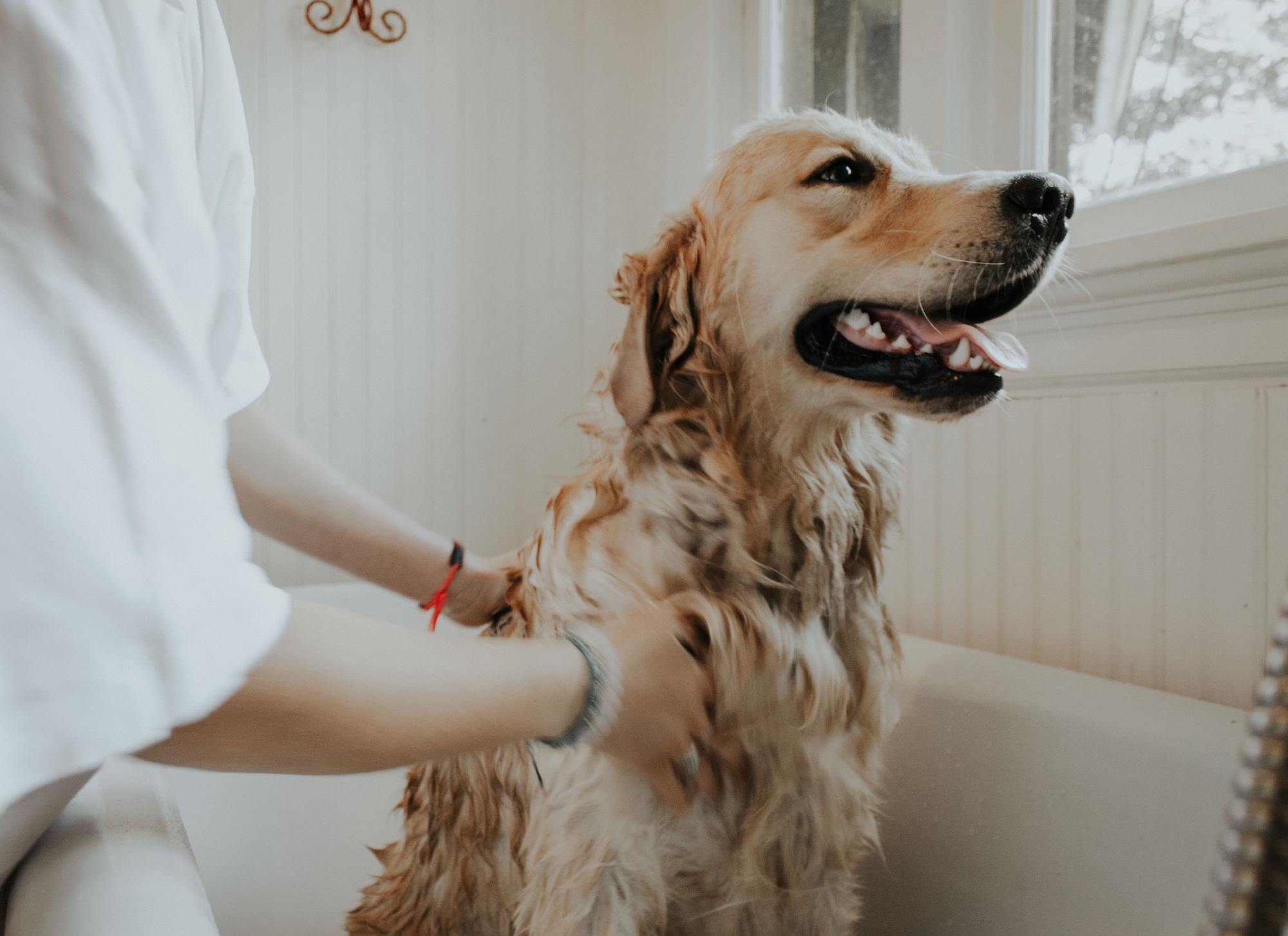 Pet Bar - Dog Soap Bar ペットソープ