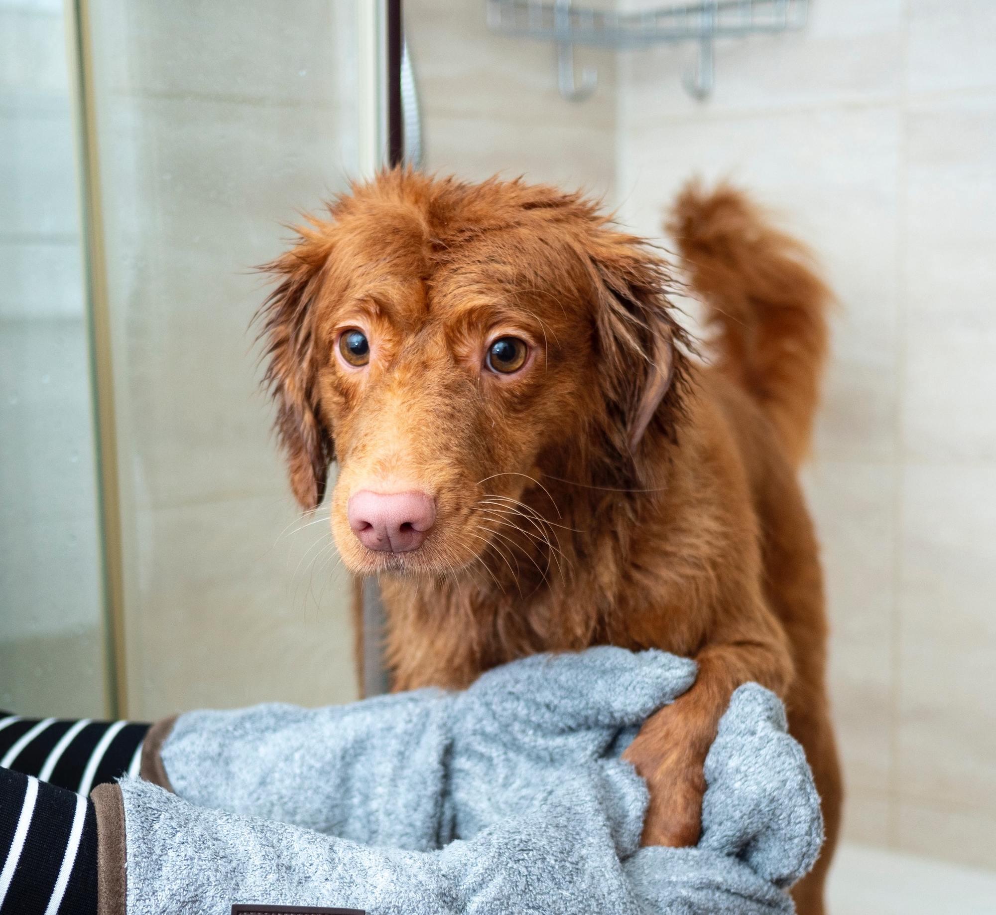 Pet Bar - Dog Soap Bar ペットソープ