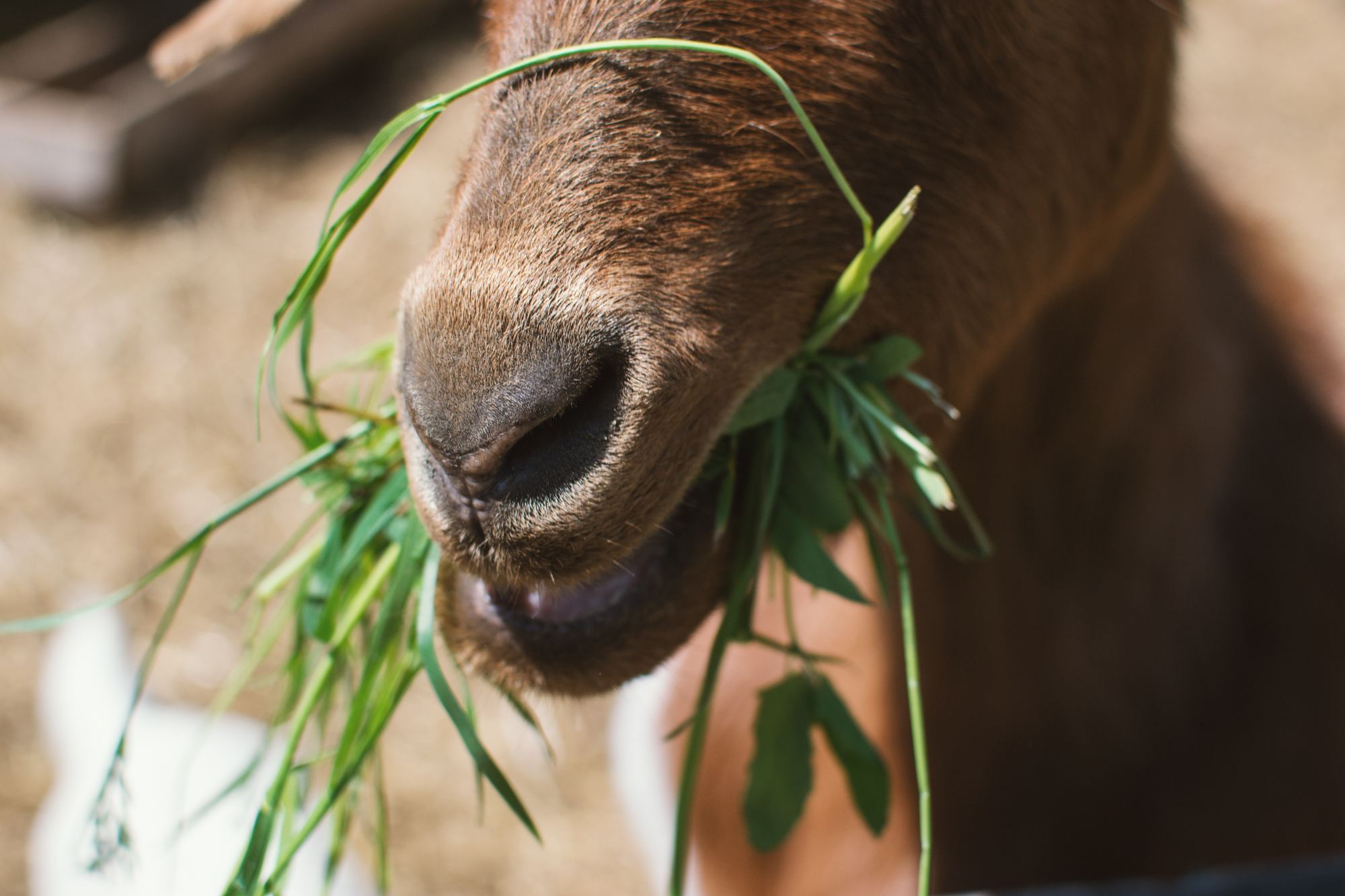 Soap Bar - Goat's Milk Soap ゴートミルクソープ